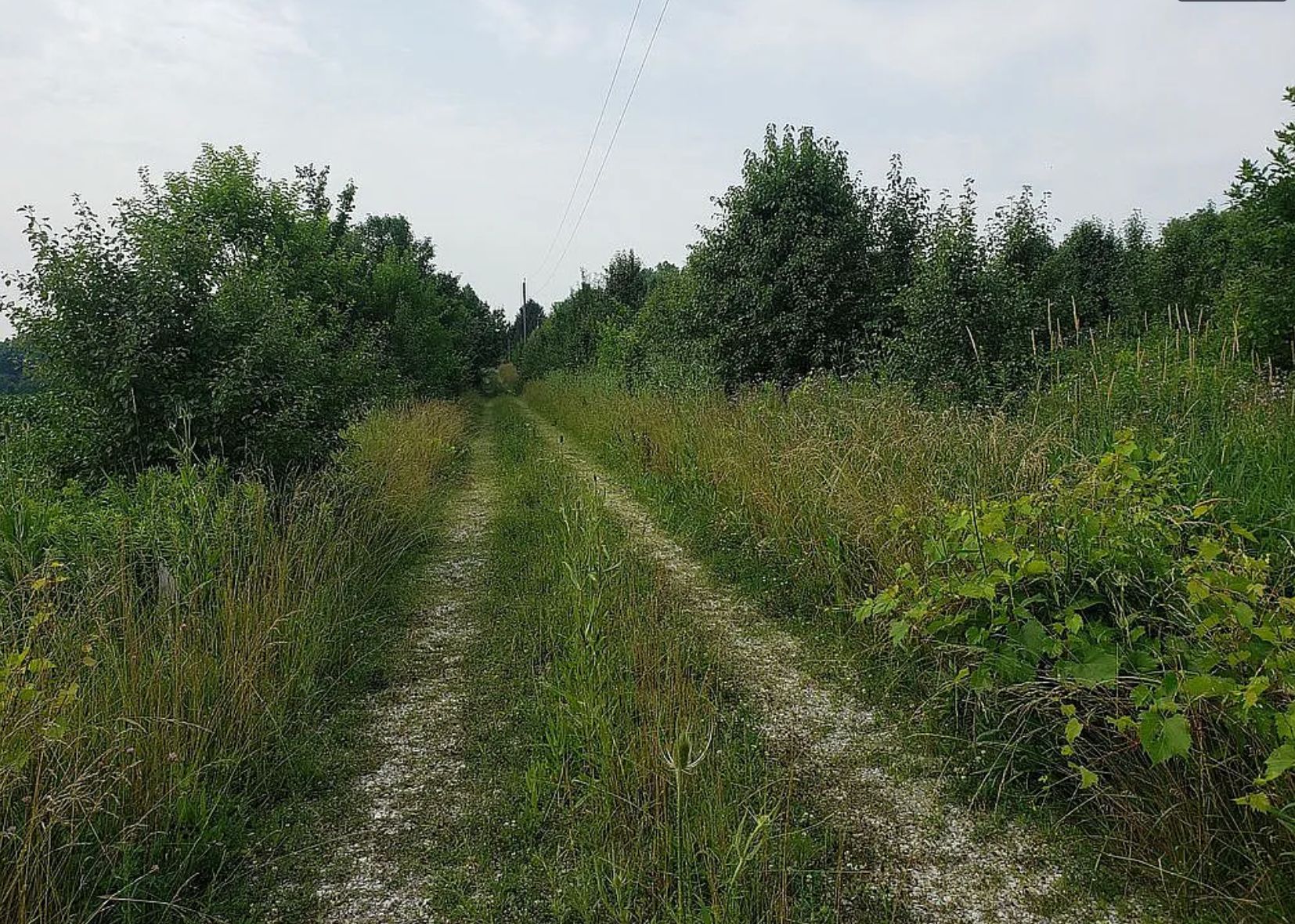 The empty, overgrown lot before construction
